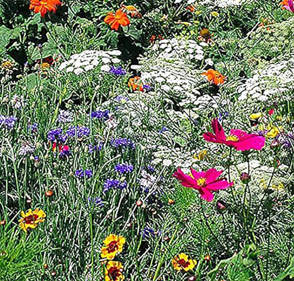 Low Rainfall, Dry Area Wildflower Seed Mix - 13 Varieties of Annuals and Perennials