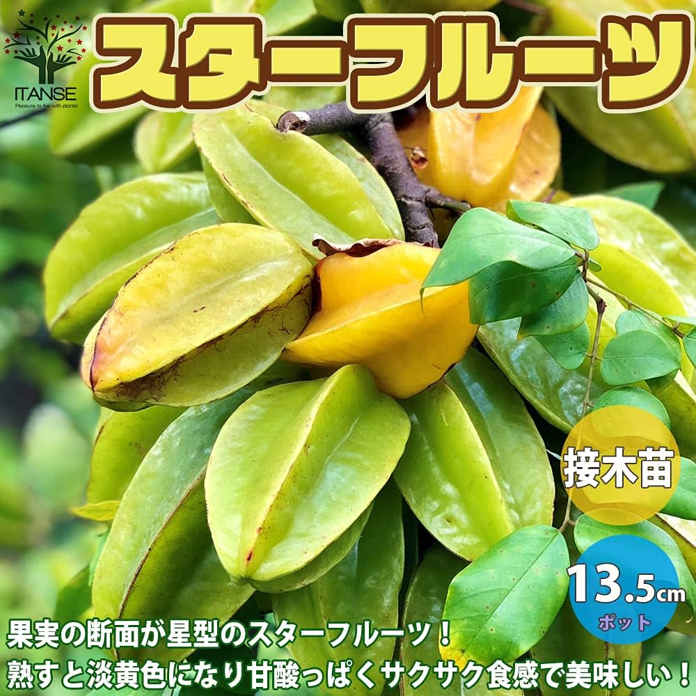 スターフルーツ　取り木苗木 スターフルーツ 取り木苗 1株