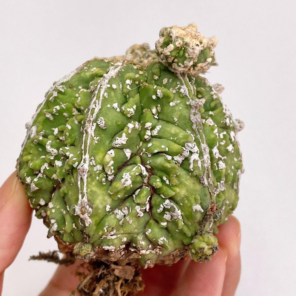 Amazon.co.jp: レア多肉植物 サボテン アストロフィツム 複隆碧瑠璃