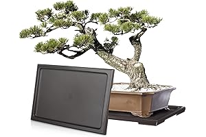 Pinkunn Bonsai Humidity Tray