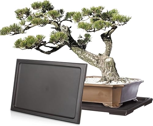 Paquete de 2 bandejas de humedad para bonsái de 9 pulgadas, bandeja de goteo rectangular de plástico para plantas, bandeja de recogida de agua para