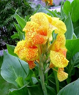 QMXCING 2 Canna Lily Bulbs Beautiful and Colorful Graceful Posture Canna Bulbs Flower Fresh Rhizomes for Outdoor Gardens Courtyard Terrace Decoration Add Color