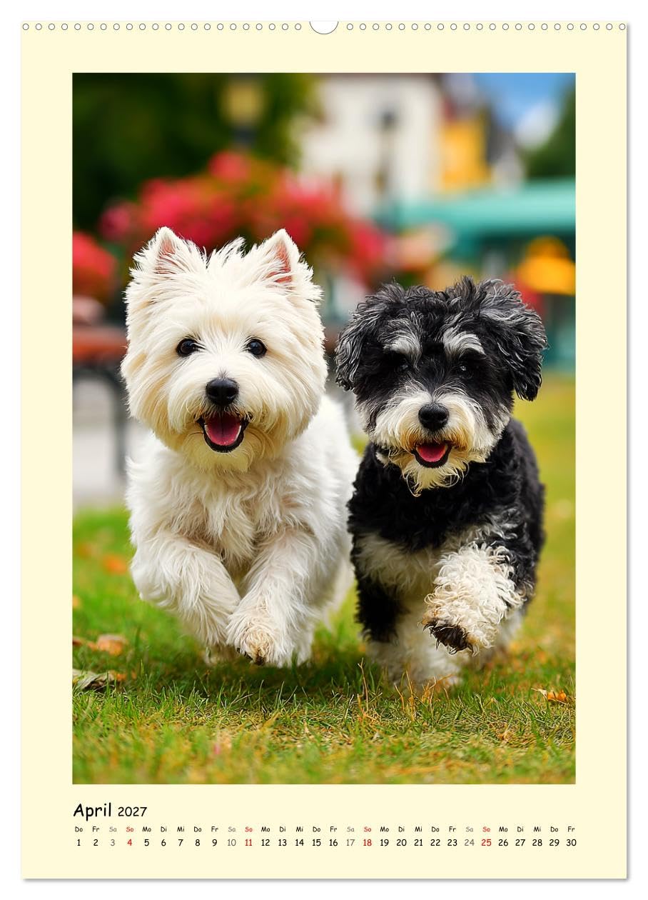 Süßer Wuschelkopf. West Highland White Terrier Momente (Wandkalender 2027 DIN A2 hoch), CALVENDO Monatskalender: Die fröhlichen, mutigen und charmanten Westies in zauberhaften Bildern (CALVENDO Tiere)
