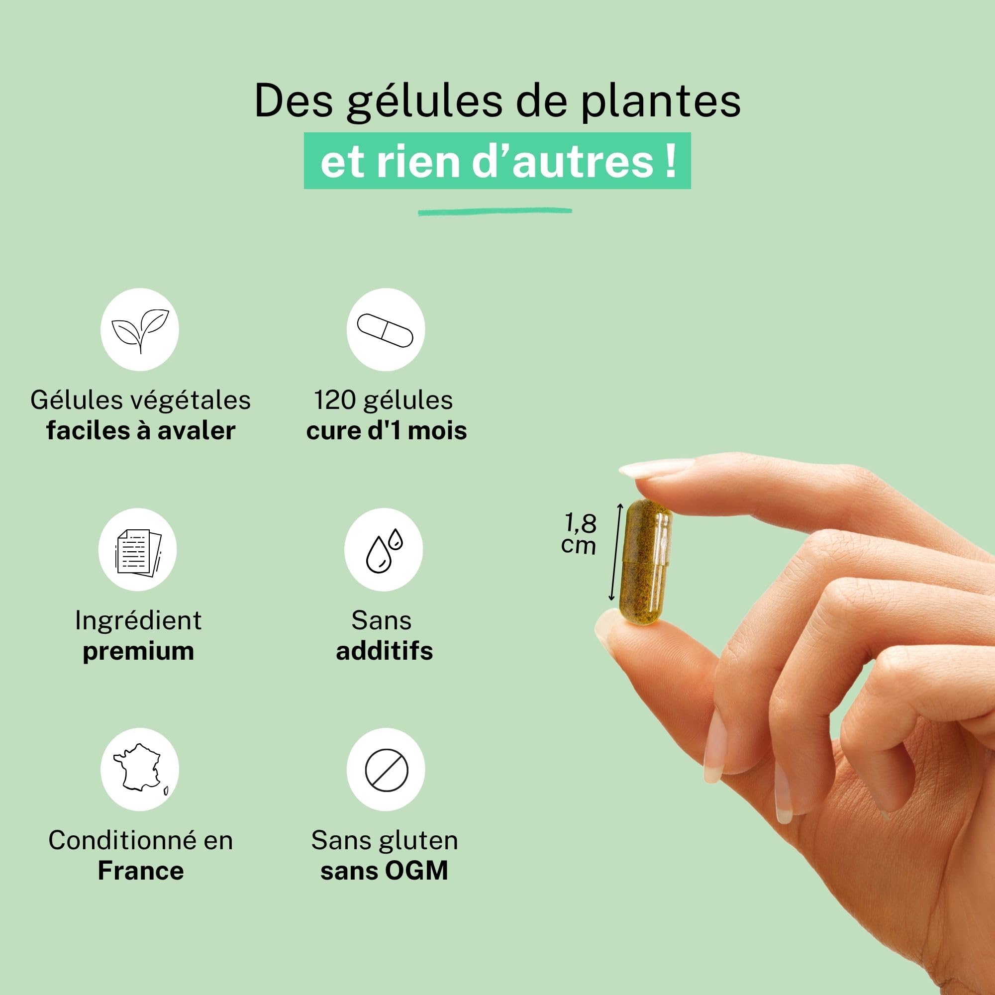 Astragale Extrait 120 Gélules – Cure 1 Mois | Soutien Immunitaire, Aide à la Vitalité et au Tonus Naturel, Plante Adaptogène | Conditionnée en France, RUE DES PLANTES