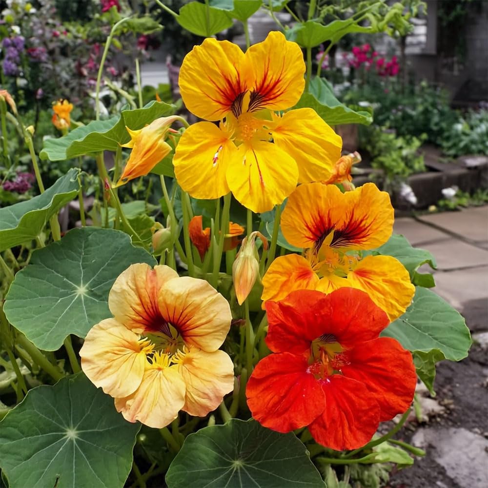 Nasturtium Trailing Arizona Mix Seeds – Ideal for Ground Covers & Baskets – RHS Plants for Pollinators – Hardy Annual – for Your Beautiful Garden