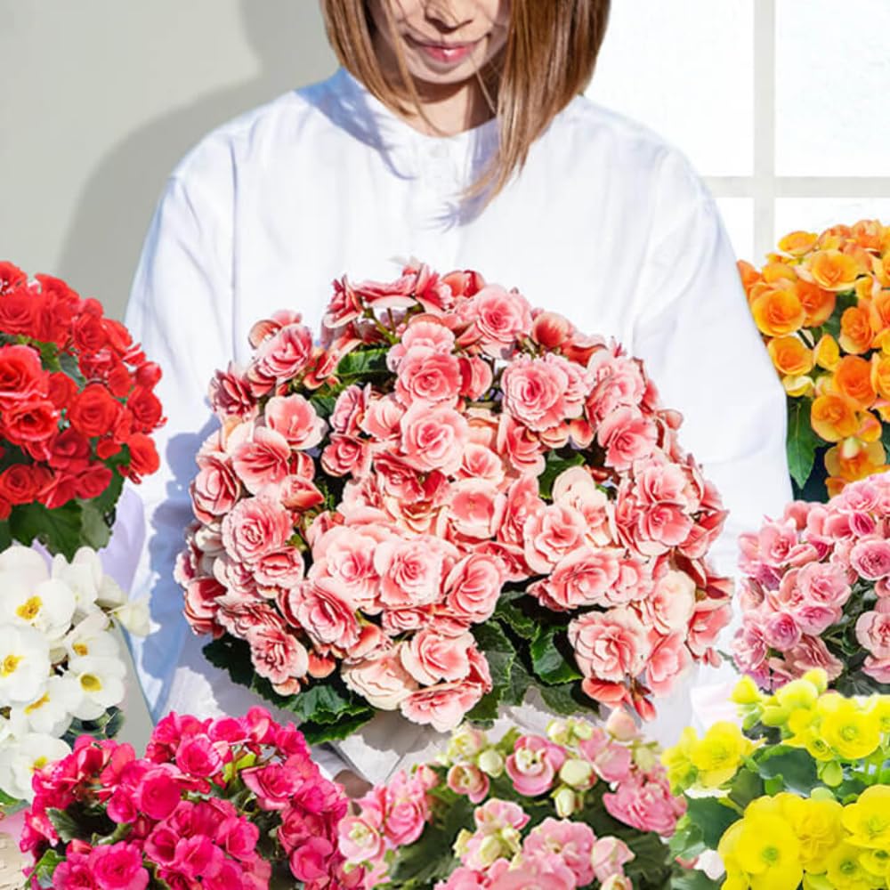 ベゴニア ルージュ 斑入り 希少 鉢のまま発送 匿名配送 ベゴニア ルージュ 斑入り 希少 鉢のまま発送 匿名配送 - メルカリ