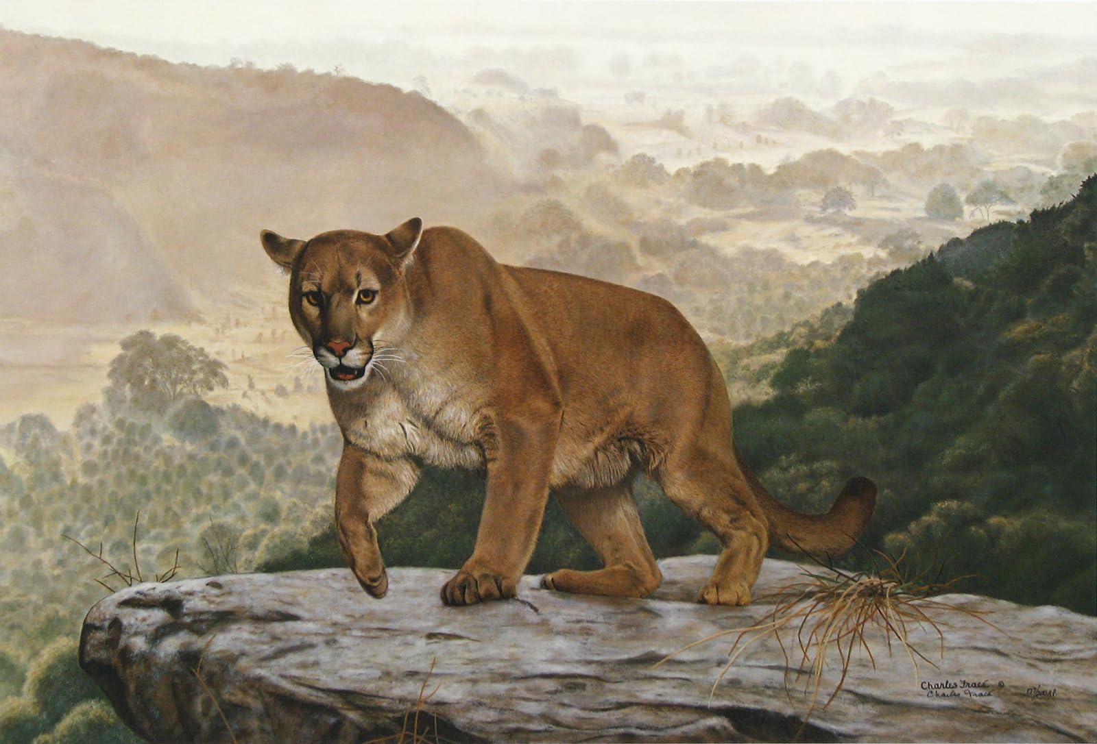 Amazon.com: Shasta by Charles Frace' Signed and Numbered Limited