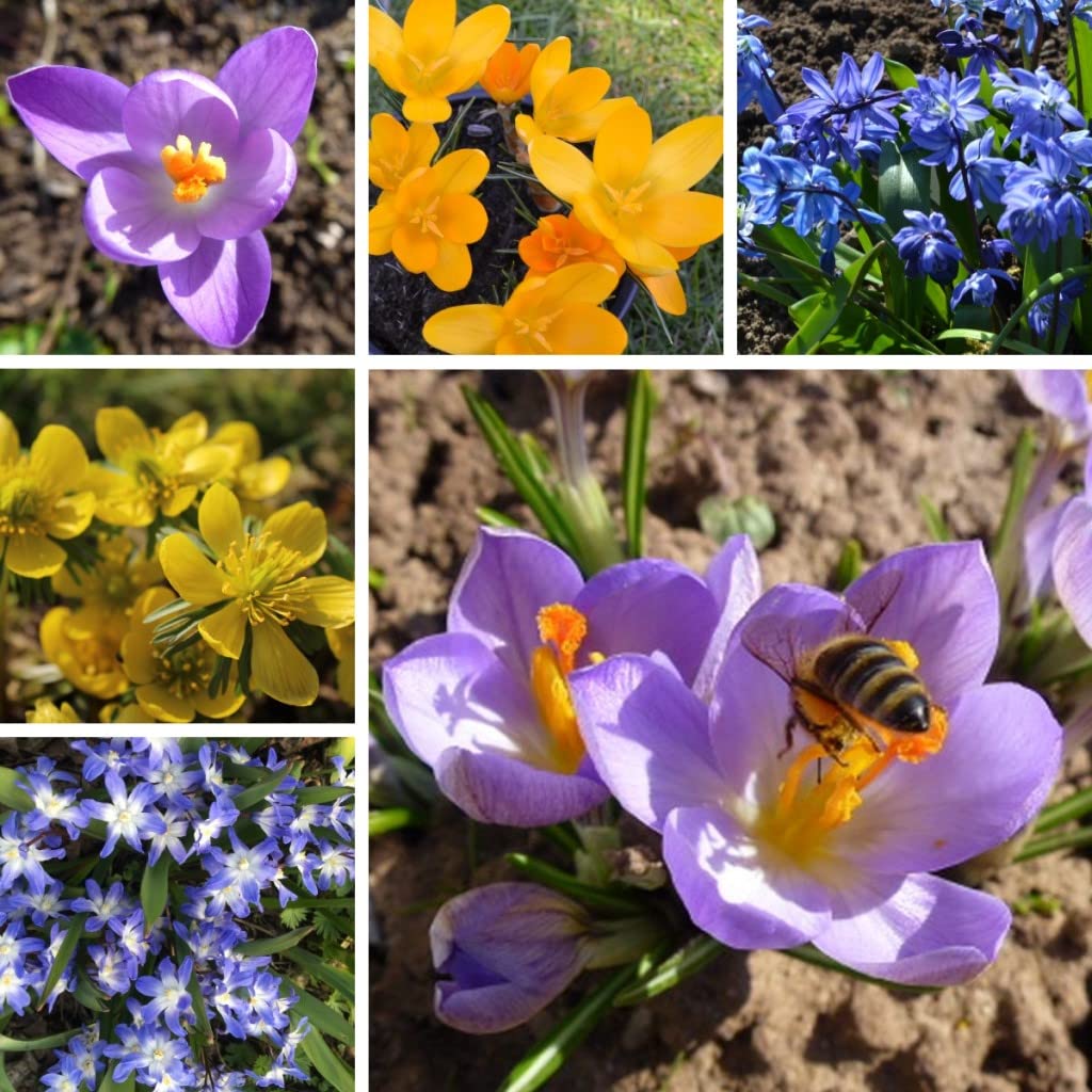 300 Blumenzwiebel bunte Mischung Tulpen Narzissen Krokus Muscari Allium mehrjährig winterhart