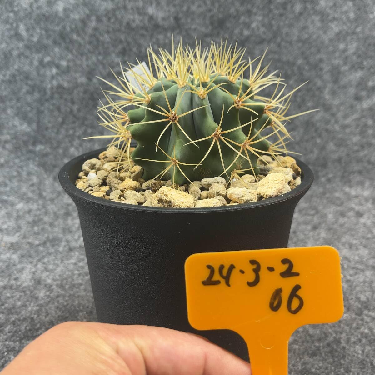 Amazon.co.jp: 鉢ごと発送サボテン 王冠竜(おうかんりゅう) Ferocactus 