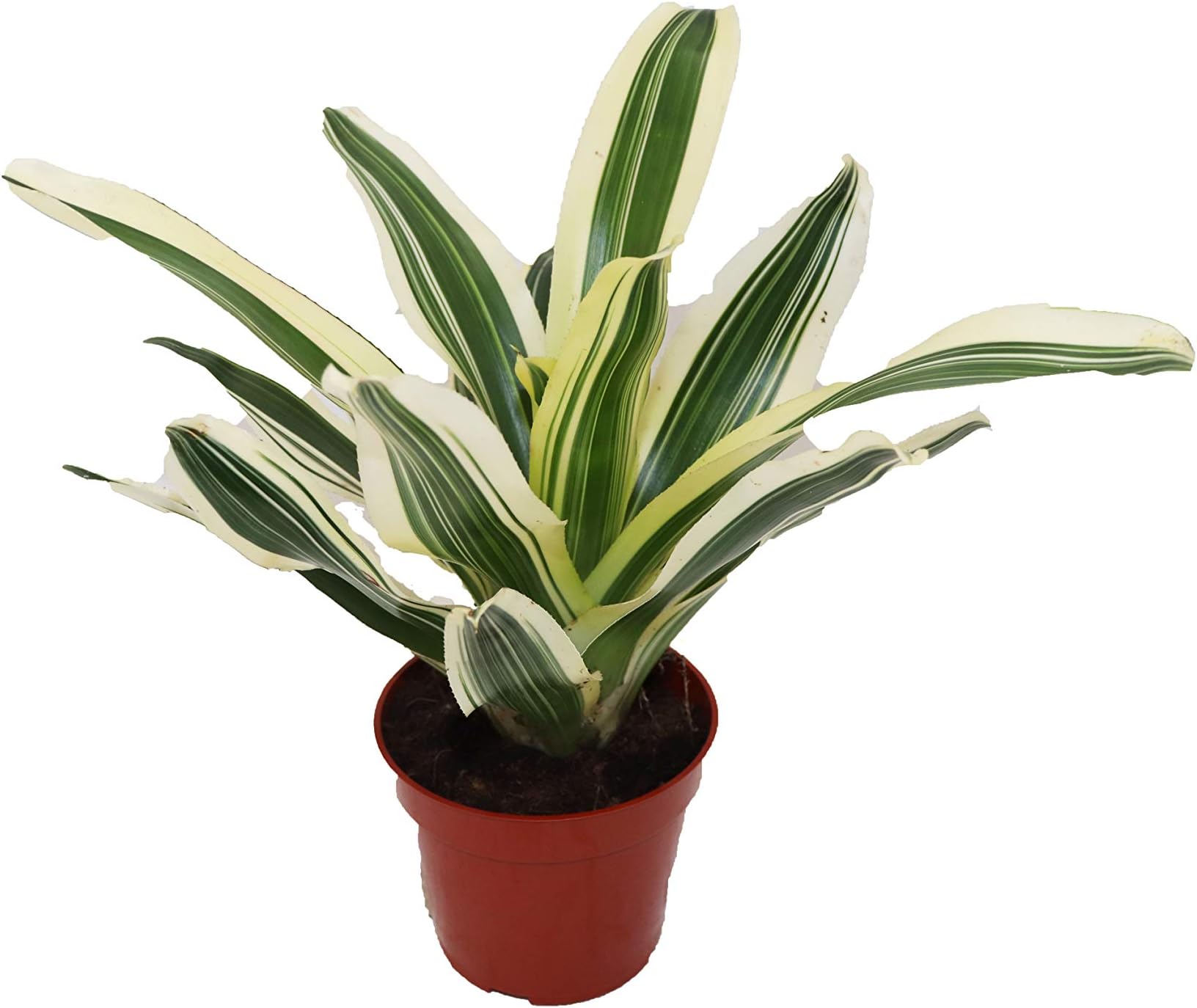 Bromeliad Red - 4" from California Tropicals