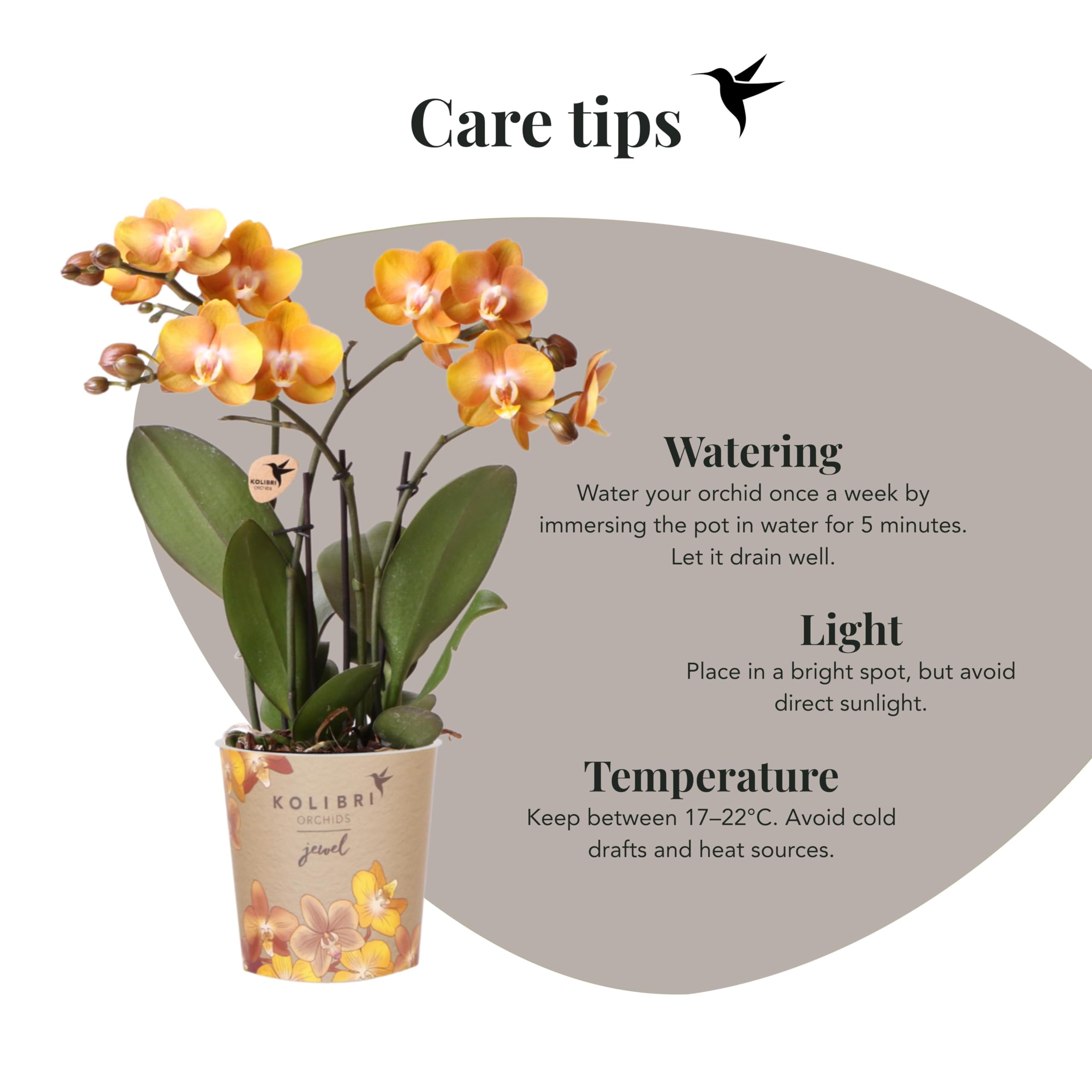 Kolibri Orquídeas | Orquídeas orquídeas Phalaenopsis orquídeas orquídeas orquídeas, diámetro 12 cm | Joya Las Vegas