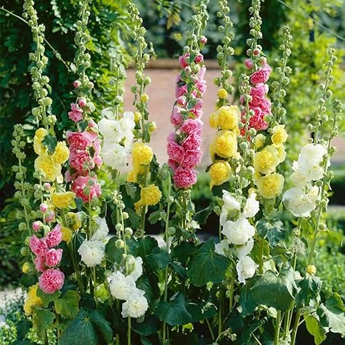Miniatura 4 de Más de 300 semillas de Hollyhock mezcla de carnaval de malva gigante doble Hollyhock flores semilla perenne al aire libre jardín flor