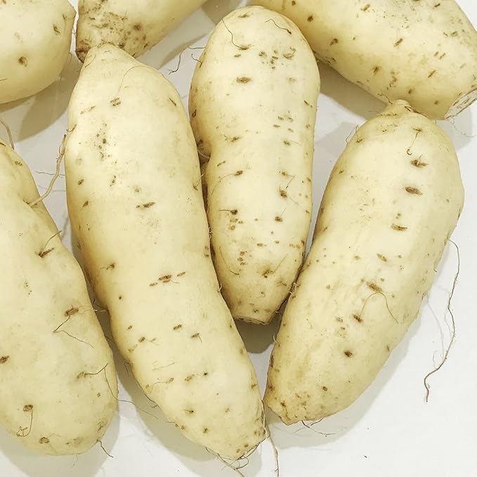 Amazon 年産獲れ立て さつまいも 黄金千貫 こがねせんがん 2kg 鹿児島大隅半島産 九州よかど市 さつまいも 通販