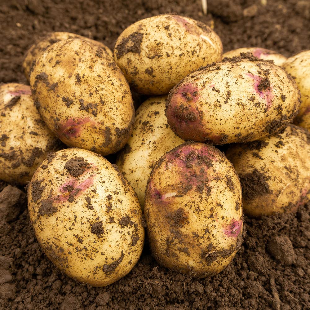 2kg Kestrel Seed Potatoes (Approx. 20-25 Tubers), Second Early Grow Your Own, for Boiling Chips & Roasting - Image 9