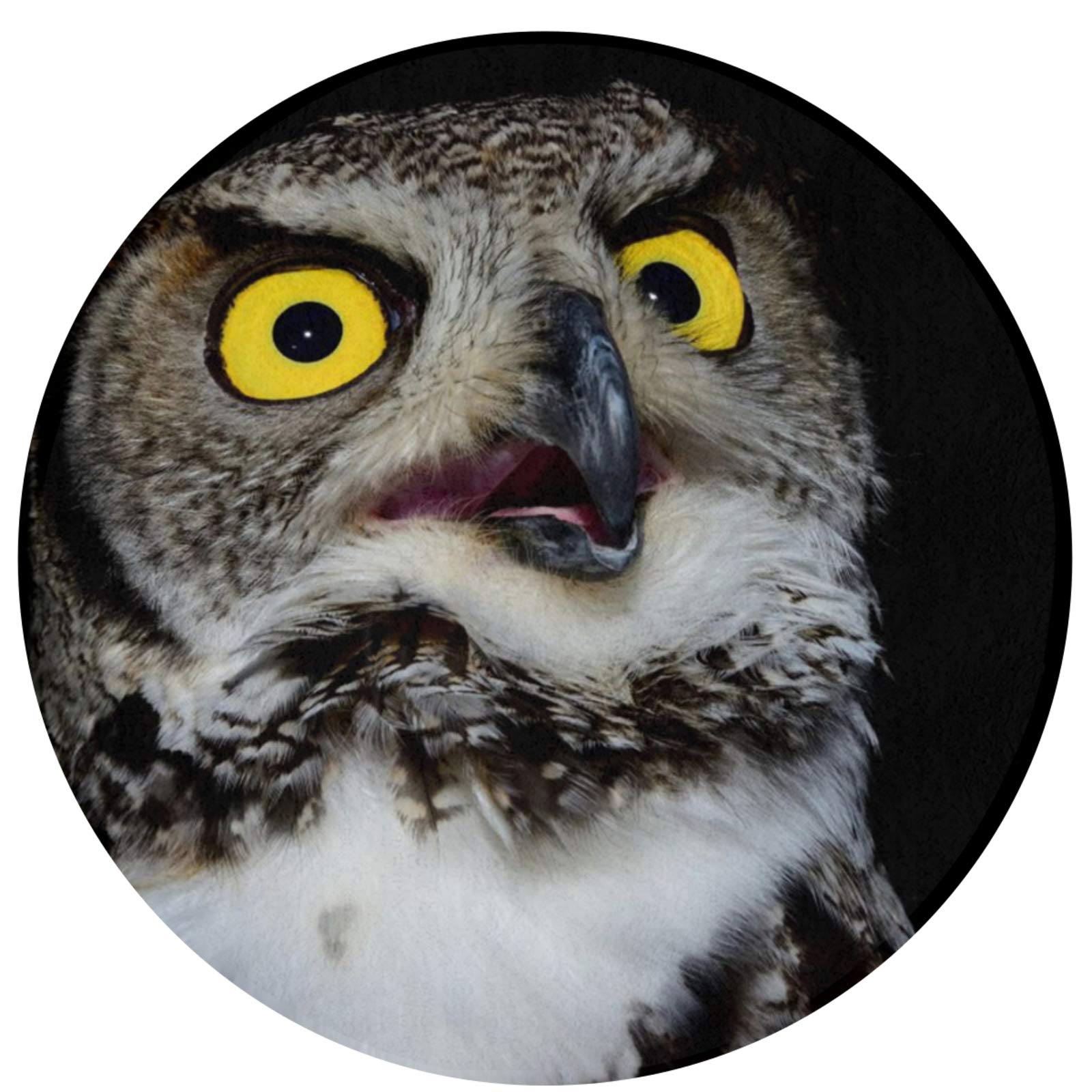 Amazon Co Jp フクロウ 黒 可愛い ラグマット おしゃれ ホットカーペット ラグ 洗えるじゅうたん 滑り止め付き記憶スポンジ ながもち カーペット 柔らか 防臭プラス カーペット ホーム キッチン