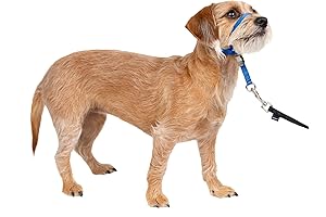 Ultimate No-Pull Dog Headcollar - End Excessive Pulling with Comfort and Control