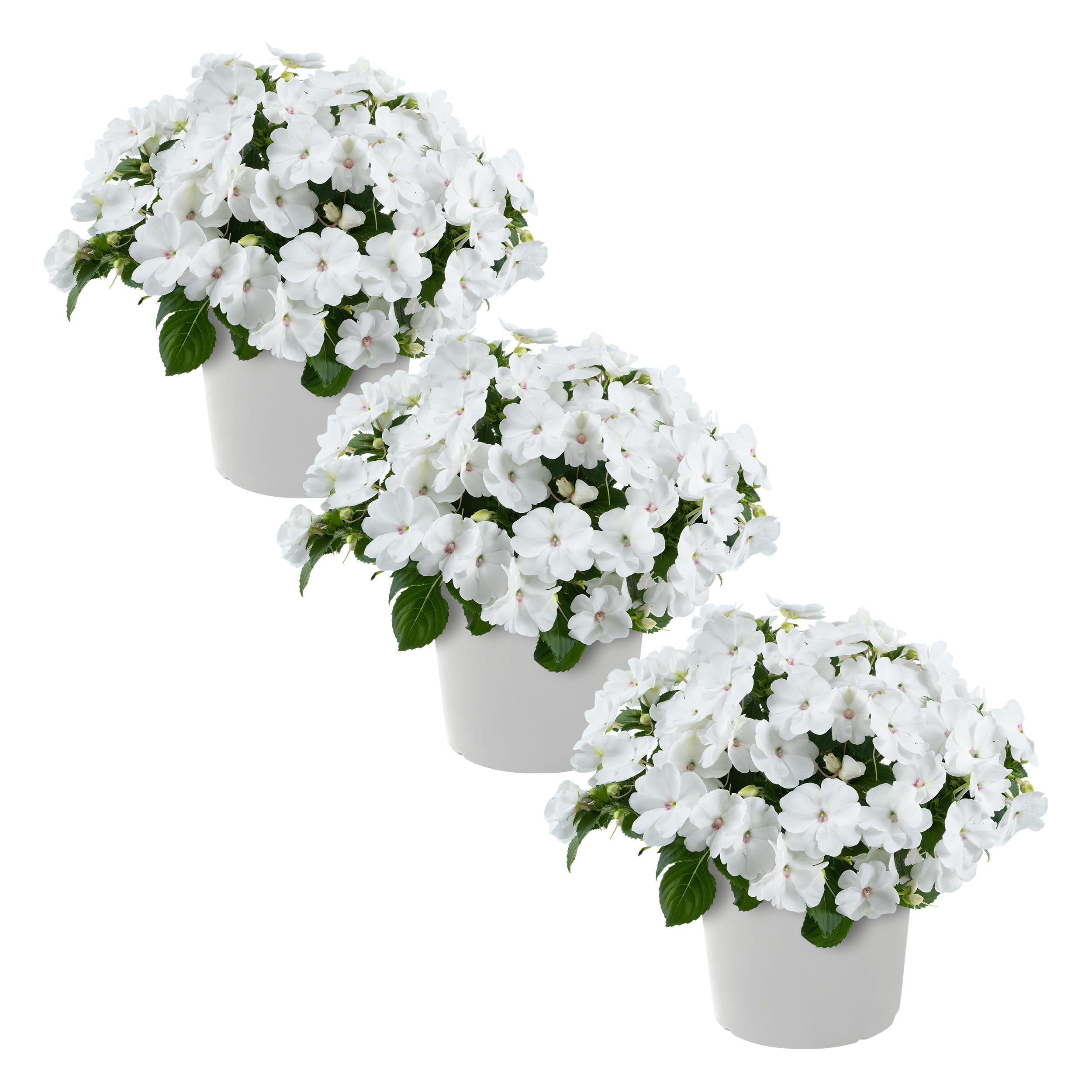 Live Flowering New Guinea Impatiens White 3 Plants Per Pack