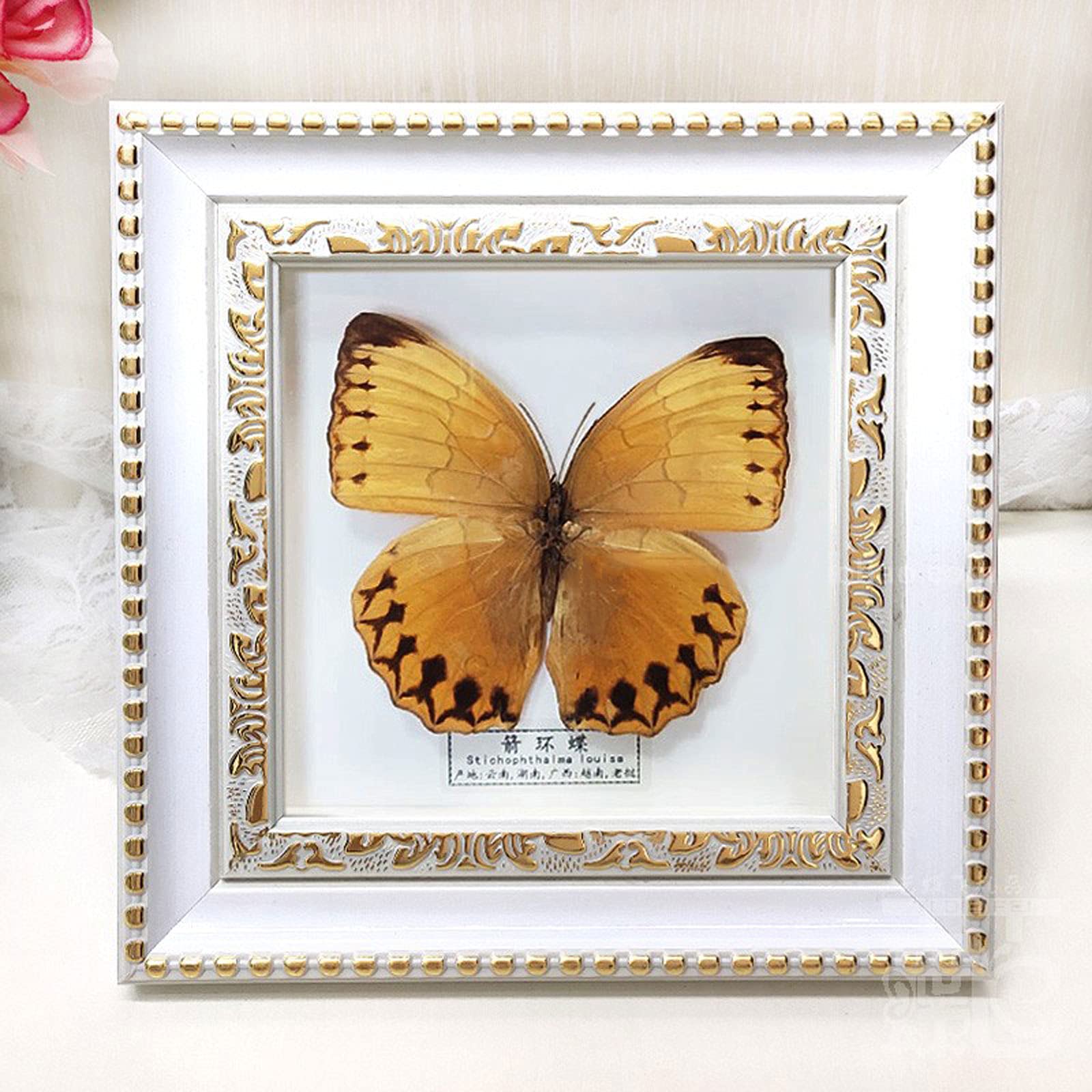 Amazon.co.jp: 絶妙な蝶の昆虫標本、本物の額入りの蝶、本物の