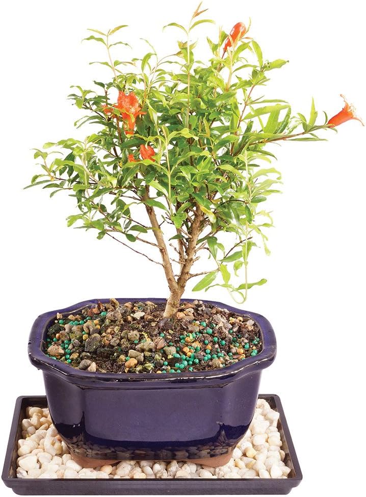Brussel's Live Chinese Elm Outdoor Bonsai Tree 9 Years Old; 10" to 14" Tall with