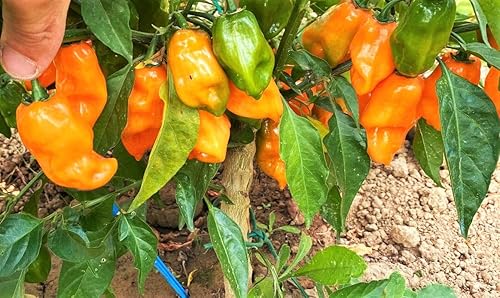 Miniatura 3 de Semillas de pimienta habanero naranja - Paquete de 50 unidades - para 2024 350,000 Scoville Spicy Hot Tropical Pepper Chili Scotch Bonnet
