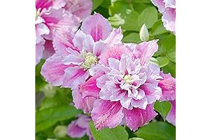 50Pcs Clematis Seeds Double Pink and White Variety Hybrid Seeds