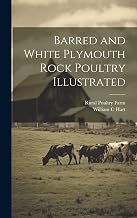 Barred and White Plymouth Rock Poultry Illustrated