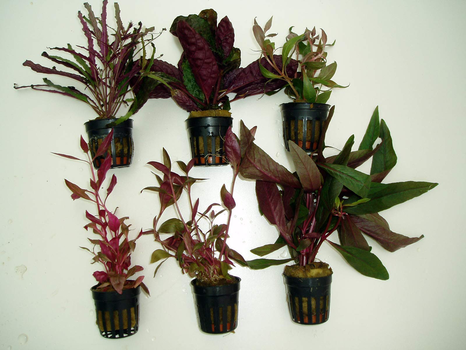 ACUARIOS MARSAN Plantas de Acuario. Lote 6 ROJIZAS