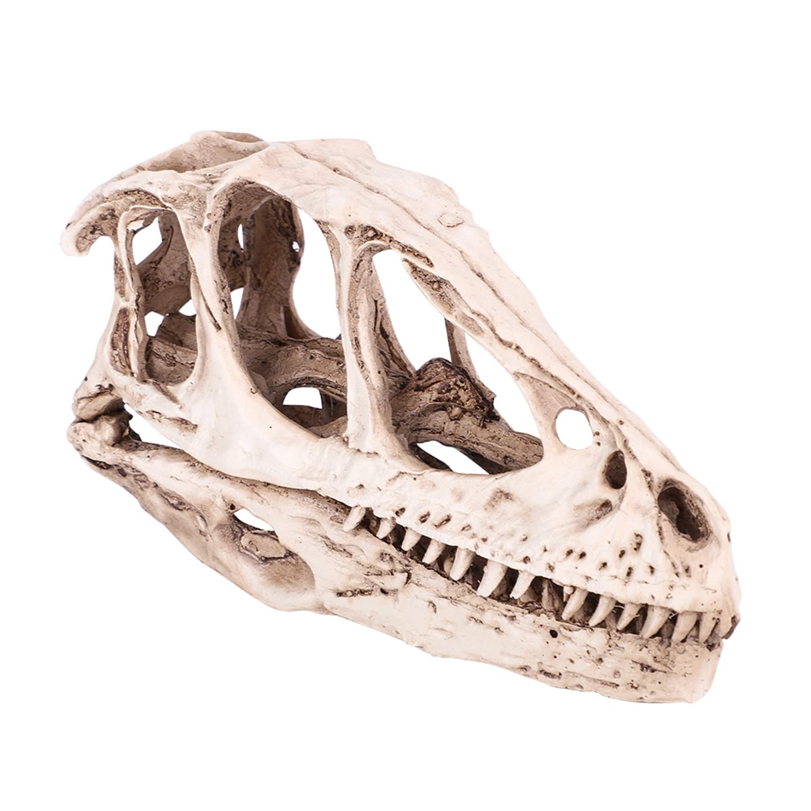 Srliya Grand Modèle de Crâne de Dinosaure 18 × 11 × 9, Modèle de Crâne de Dinosaure en Gomme, Simulation de Squelette d'animal, Décor Artisanal, Accessoire D'enseignement