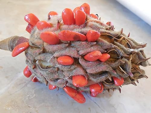 Miniatura 6 de 20 semillas de árbol Magnolia - Denudata Wilsonii Fragant White Flower B60