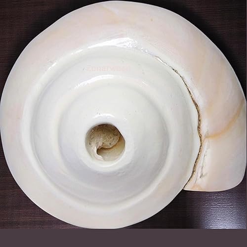 Miniatura 3 de Shankh soplado original (VAMAVARTI BAJNEWALA) – Carcasa de concha – Shankh soplador de Vamavarti fuerte y grande (blanco) – Conchas de concha