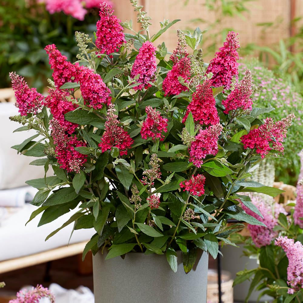 Yougarden Red Buddleia Butterfly Bush 'Candy Little Ruby' Florets In 9Cm Pots, Butterfly And Bee Magnet, Supplied As Ready To Plant Established Plant, Perfect For Back Borders And Plant Pots