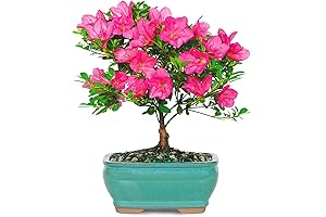 Farm-Fresh Satsuki Azalea Bonsai Tree