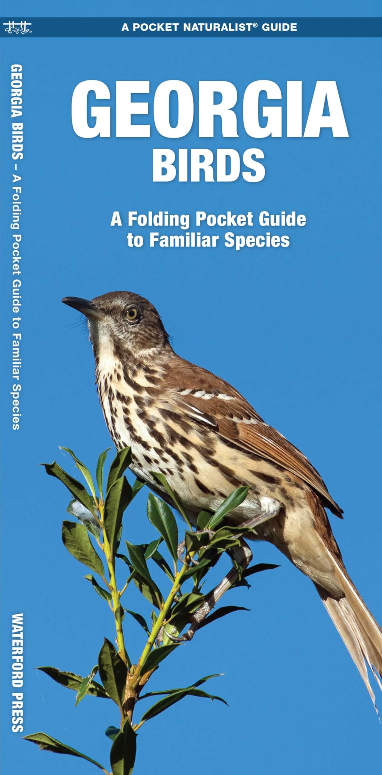 Georgia Birds (Nature Observation North America)