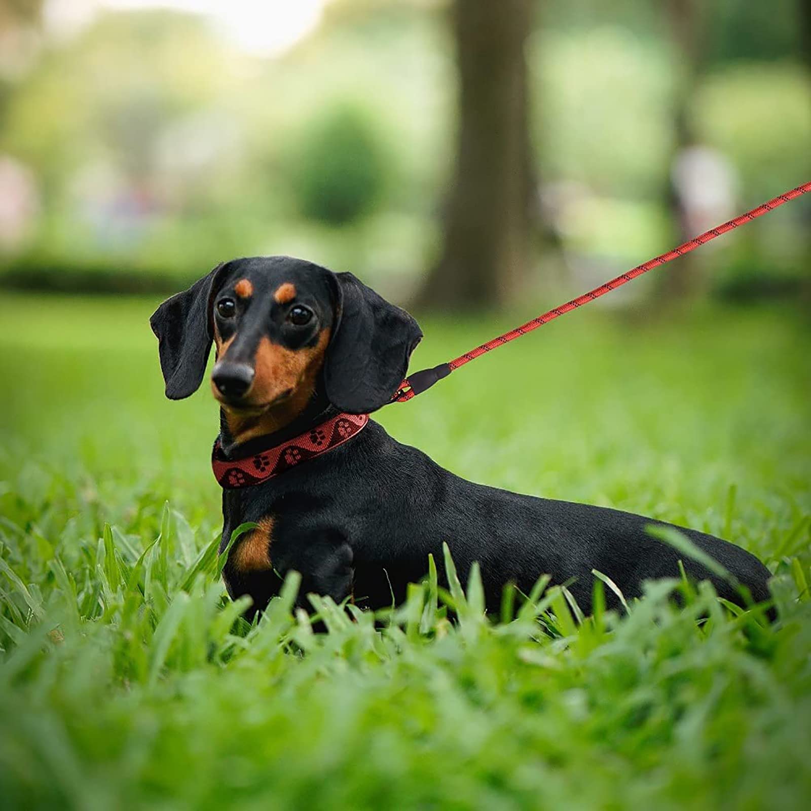 Generic Laisse Chien Corde, Laisse pour Chien en Nylon avec Poignée Rembourrée Douce et des Fils Réfléchissants pour Chiens de Moyenne