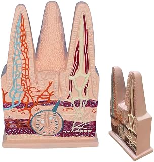Human Intestinal Villi Model, Human Digestive System Small Intestine Villus Model, 600x-Scale Model, Includes an English Instruction Panel, an Outstanding Teaching Aid, for Medical Students
