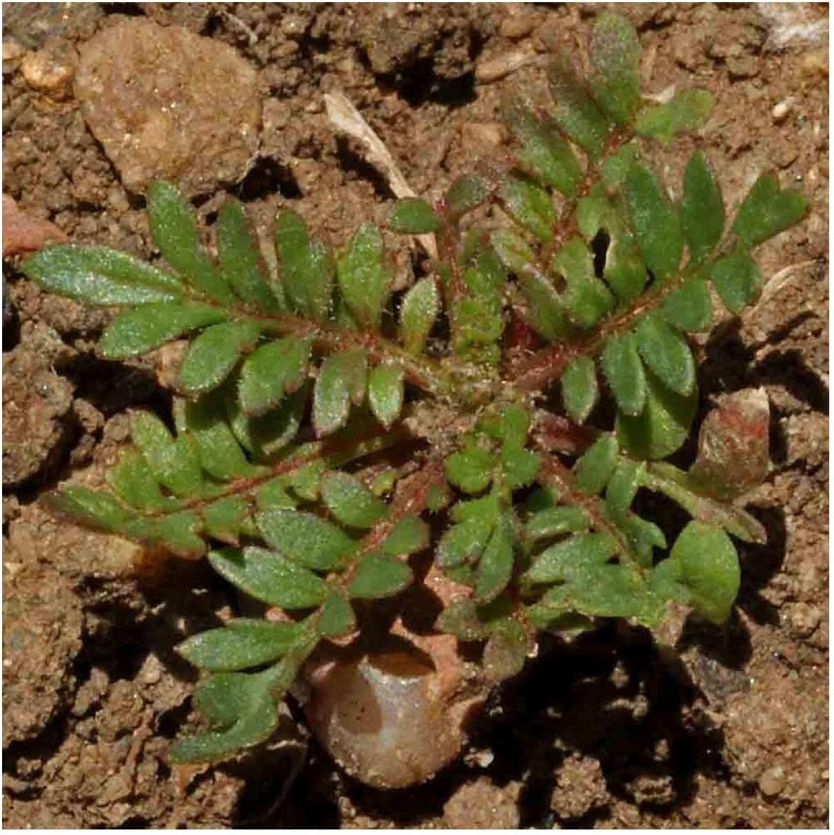 Everwilde Farms - 1 Lb Globe Gilia Native Wildflower Seeds - Gold Vault