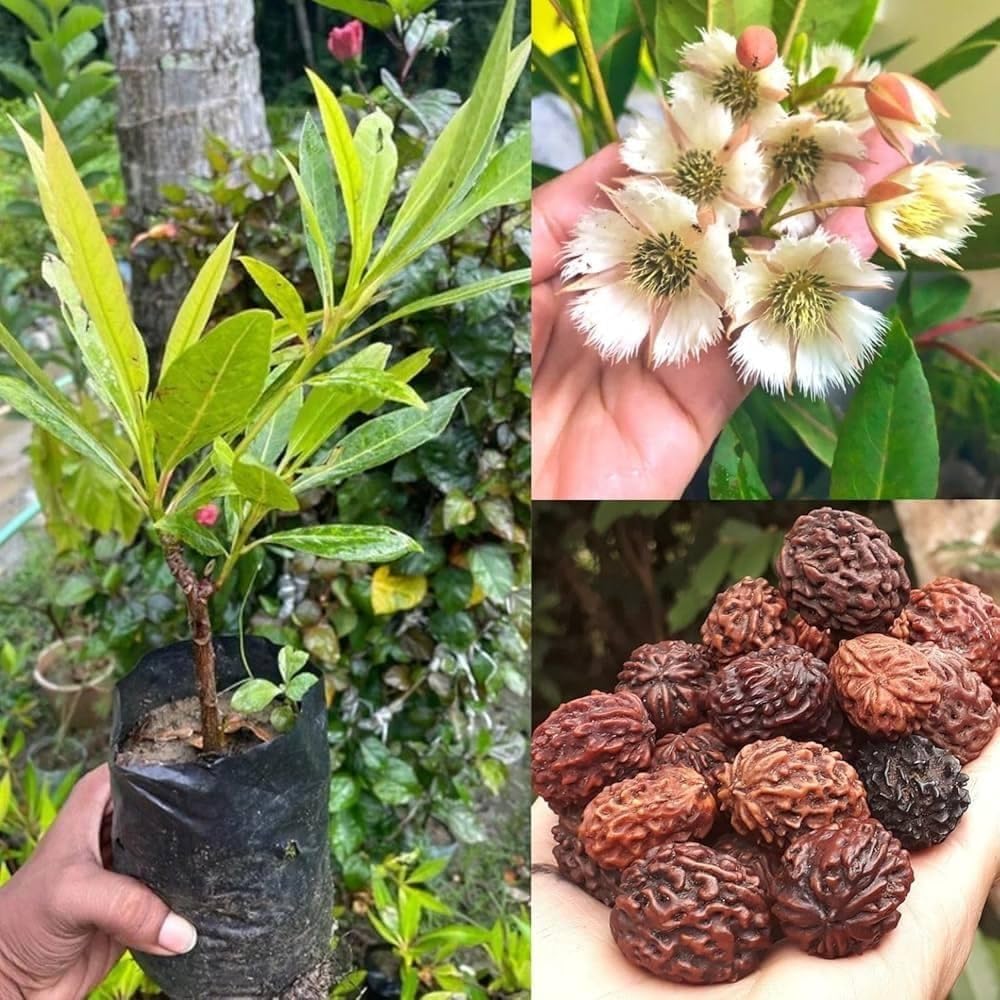 Rudraksha Plant, Indoor/Outdoor, 30 cm Height, Full Sun Exposure, Low to Moderate Water Needs-picture-11