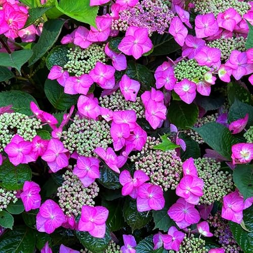 Cold Hardy Hydrangea Live Plant Tree, 5"-10" Hydrangea Bush Live Shrub Starter Plants, Dormant in Winter, Purple to Pink Blue Color Blooms