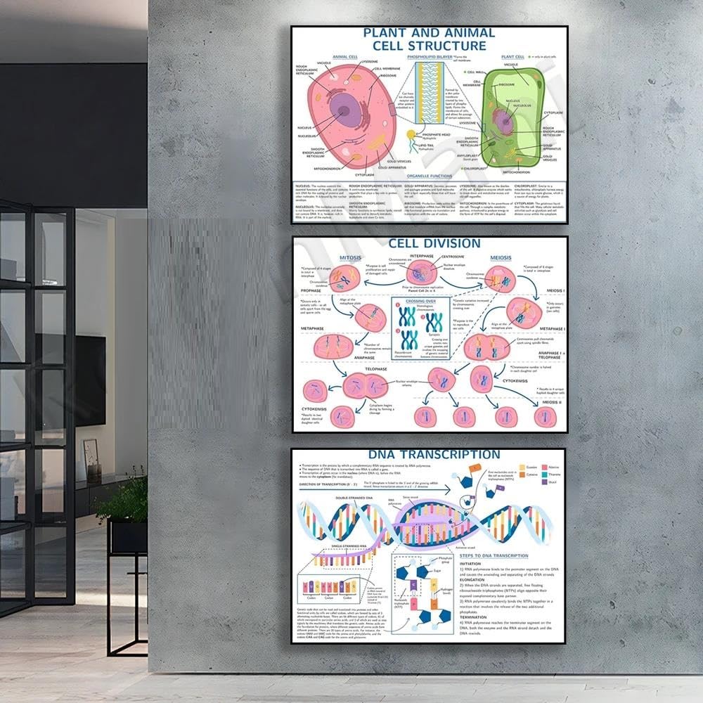 Baibexing Dna And Chromosome Science Art, Plant And Animal Cell Structure Science Poster, Mitosis And Meiosis Cell Division Science Poster 50X70Cmx3Pcs Sin Marco