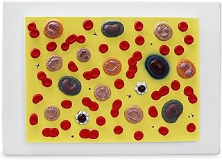 Vision Scientific VAA501-N Blood Cell Model, 2,000X Enlarged Cross-Section Blood Cell Model with Plastic Base