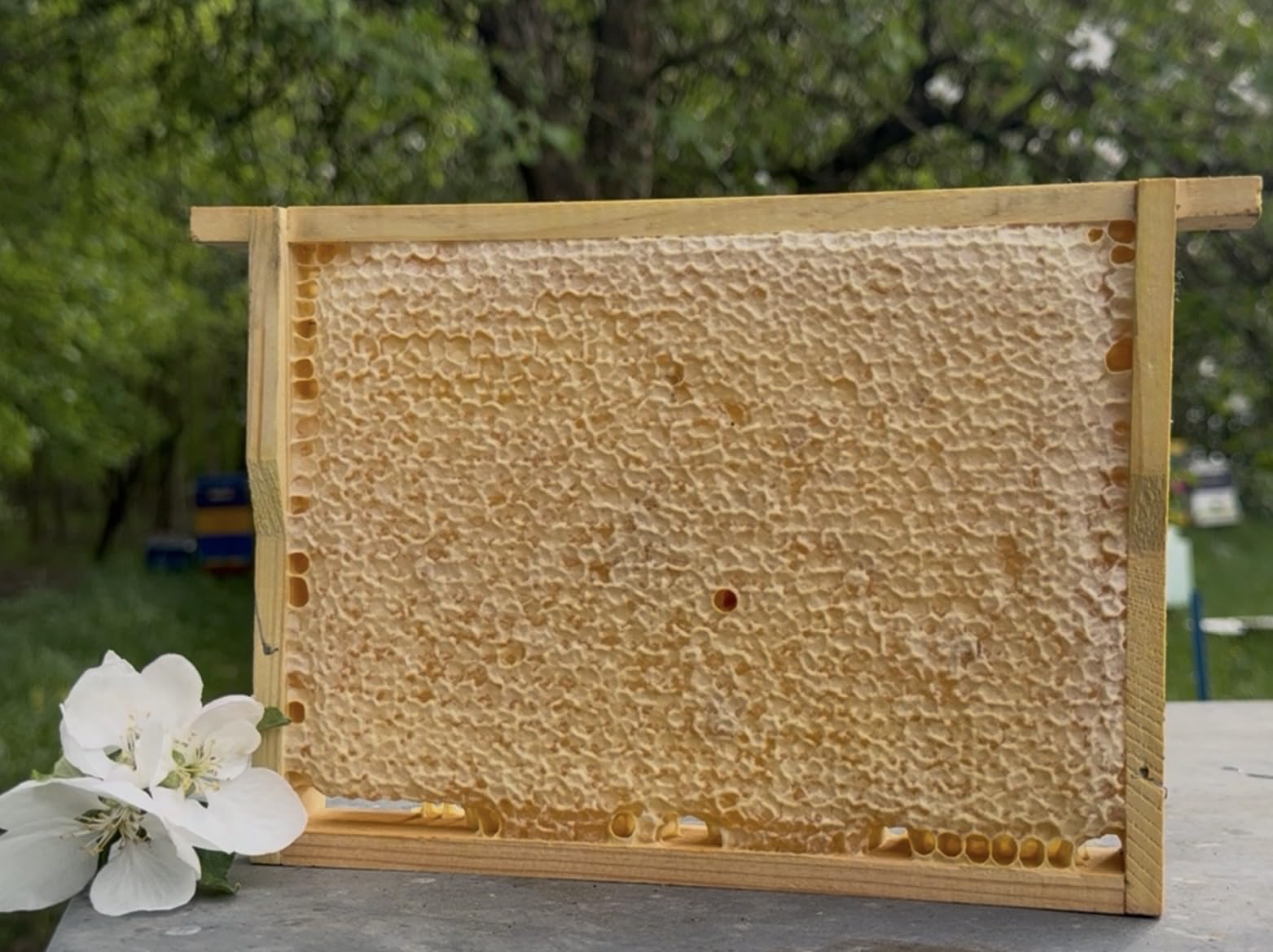 Wabenhonig aus Deutschland (ca 1.1 kg mit Holzrahmen)