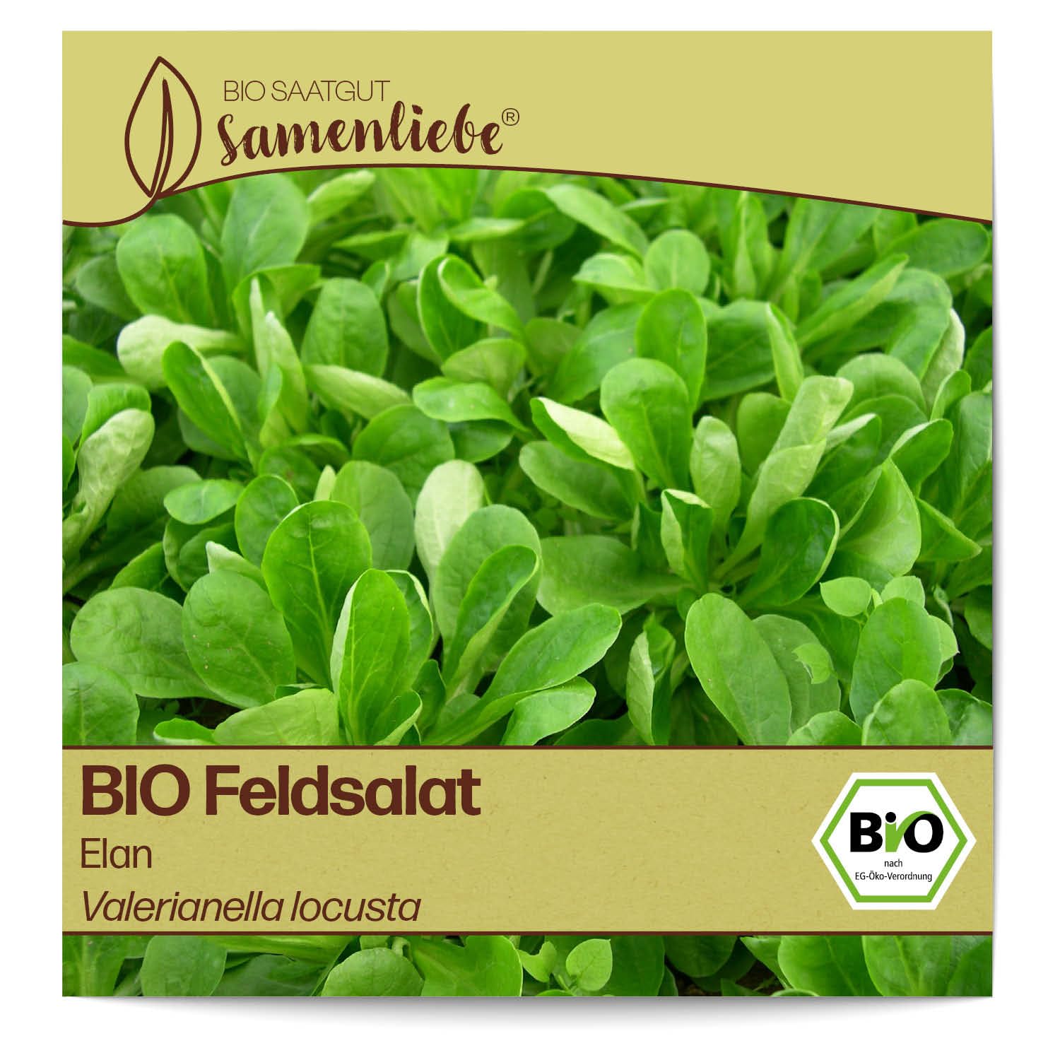 BIO Eichblattsalat 'Red Salad Bowl' Samen – Samenfester Pflücksalat, Nussig & Rot-grün, 500 Samen Für Garten & Balkon