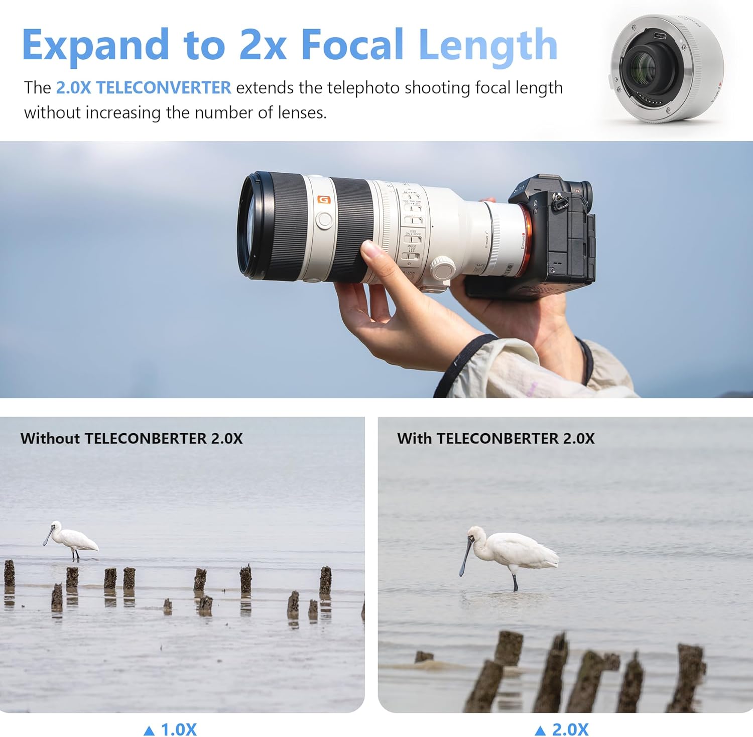Comparison image showing a bird at 1.0X focal length and the same bird magnified at 2.0X focal length with the teleconverter
