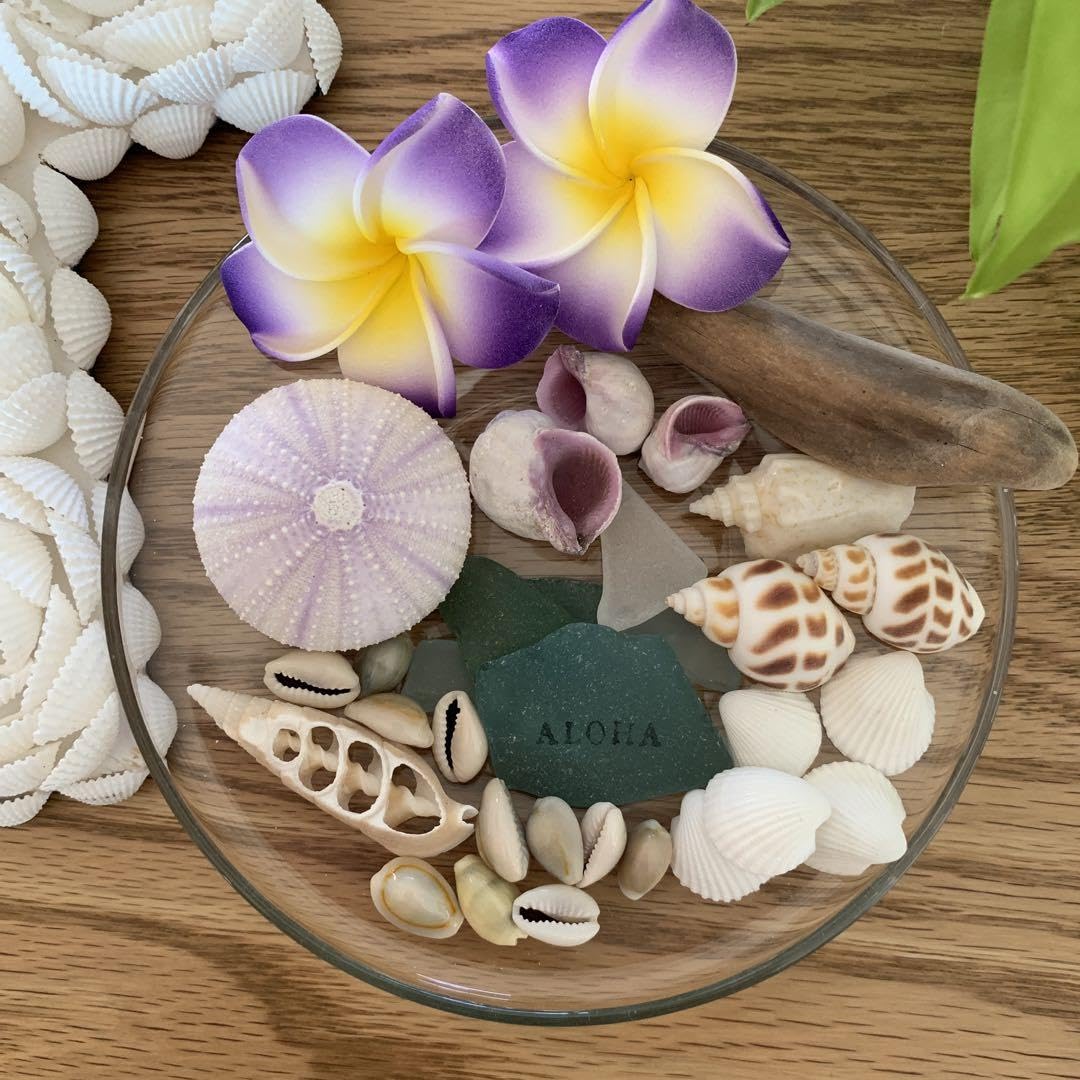 インテリア や 置物にピッタリな貝殻 Amazon.co.jp: 貝殻 貝殻セット インテリア 飾り シーグラス