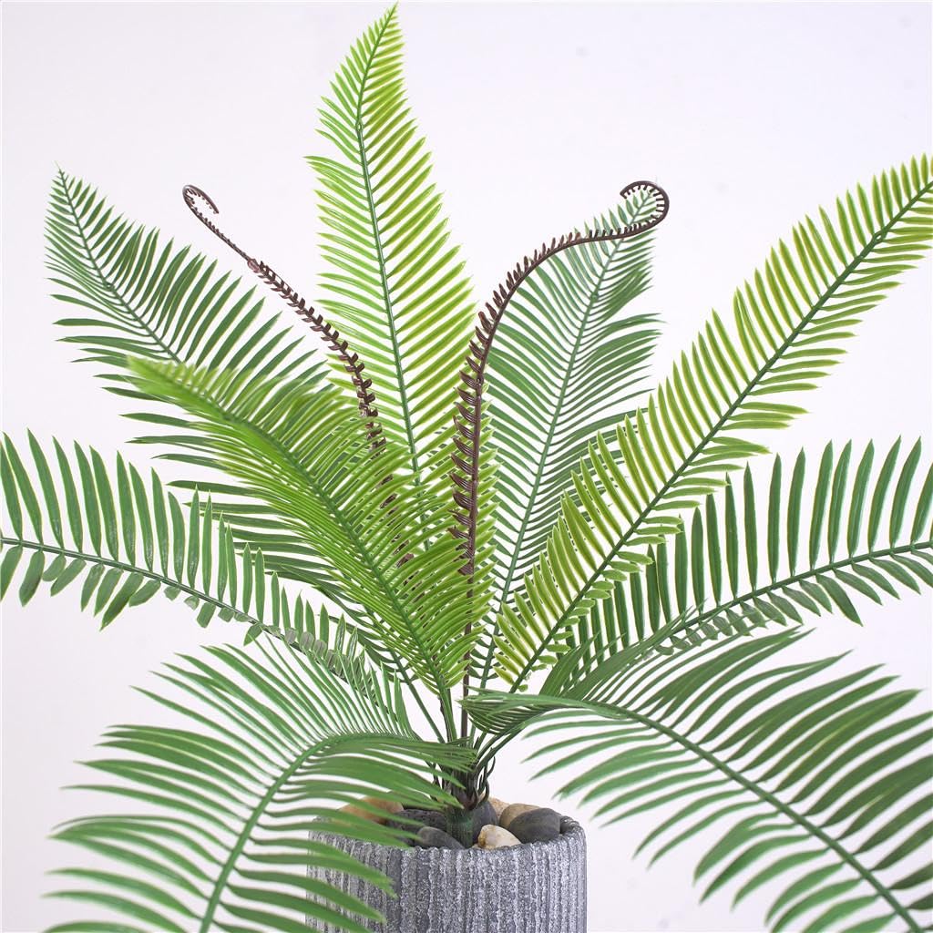 ソテツ　3号ポットつき　14株❗ ソテツ 3号ポットつき 14株❗ ソテツ 3号ポットつき 14株❗