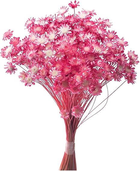 Amazon 大地農園 ドライフラワー スターフラワー ブロッサム 18g入り キャンディーピンク Do 121 ドライフラワー オンライン通販