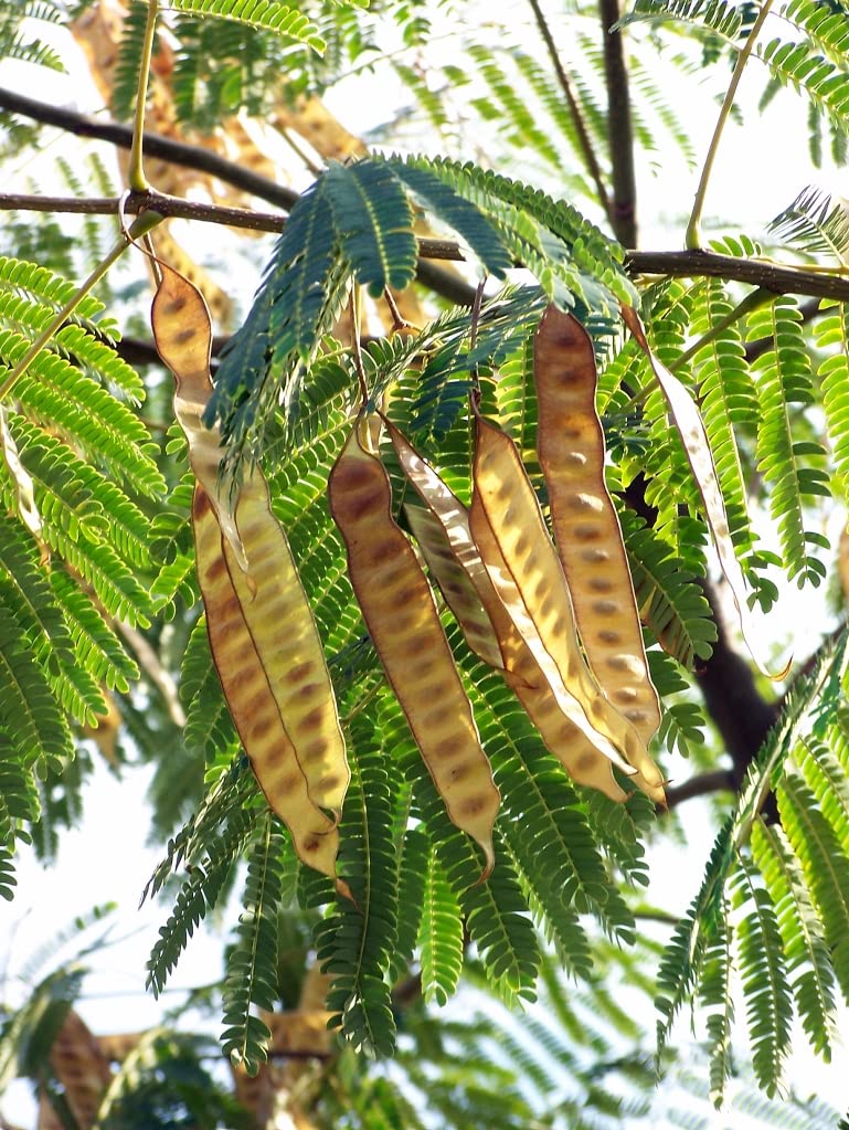 20 Semillas de Acacia de Constantinopla (Albizia Julibrissin) - Árbol Ornamental de Flores Rosadas