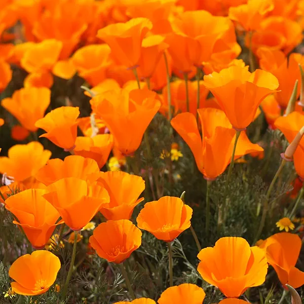 Groundio California Orange Poppy Seeds, 1 OZ Wildflower Seeds for Planting Outdoors, Grown in The USA - Eschscholzia Californica