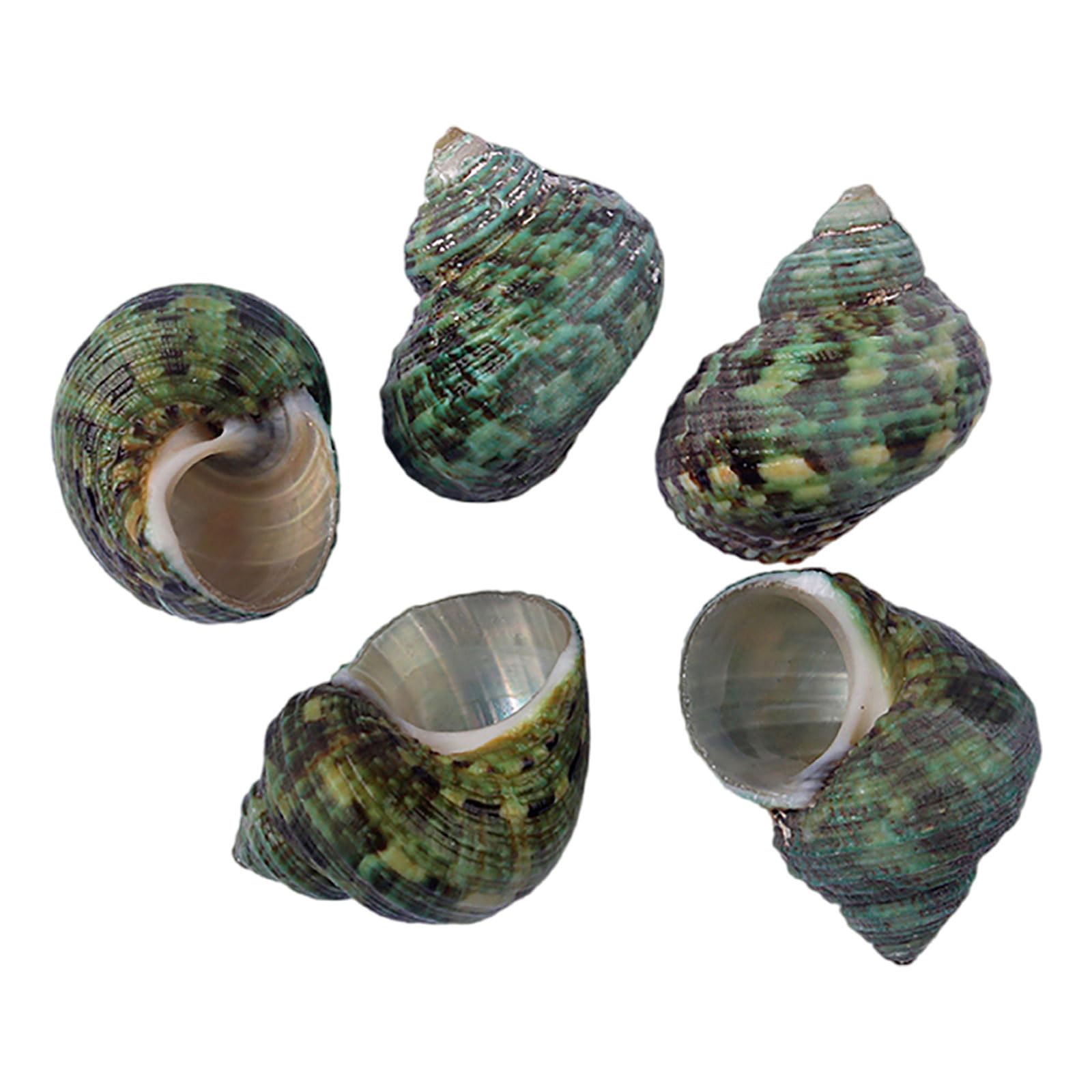 SDJJSAO Shell, Hermit Crab Replacement Special Shell Natural Conch for DIY Fish Tank Aquarium Decoration(Grün,Small)