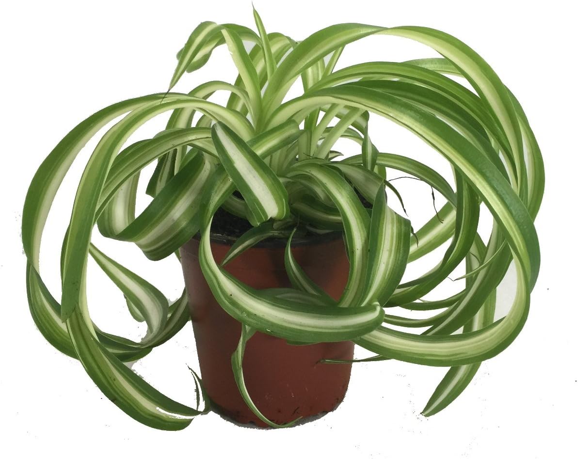 Shop Succulents | 'Bonnie' Curly Spider Plant, Naturally Air Purifying House Plant in 4" Pot, Easy Care, Live Indoor House Plant